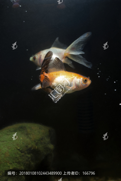 金魚