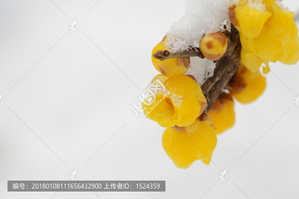 臘梅