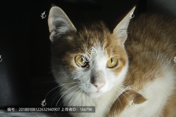 貓高清特寫