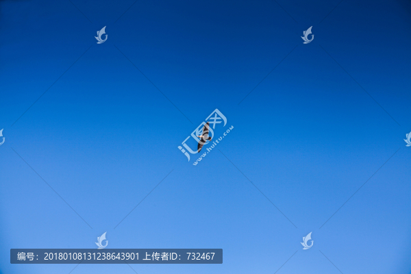 藍(lán)天與海鷗