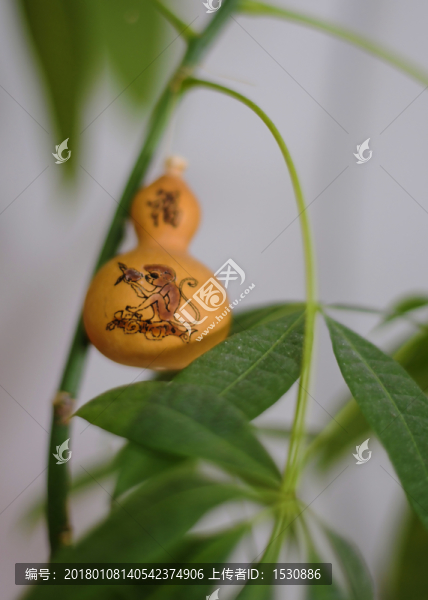 葫蘆,猴子