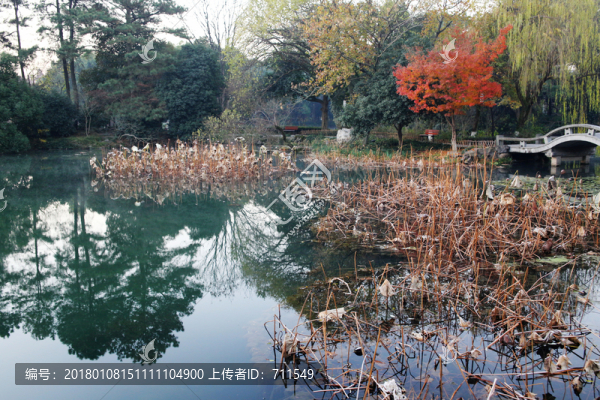 西湖曲院風(fēng)荷,荷塘