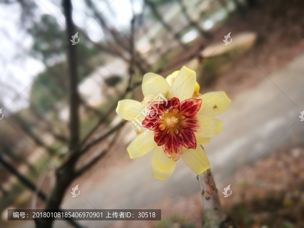 盛開的迎春花