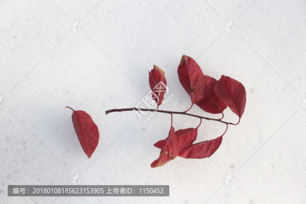 雪后初晴美如畫,（19）