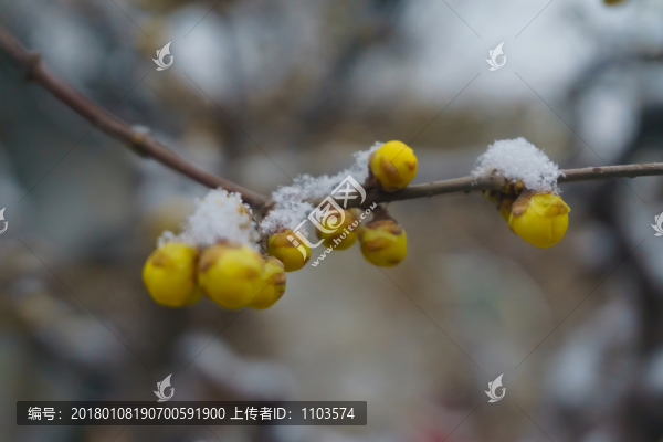 雪后的濟(jì)南趵突泉公園,（8）