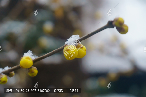 雪后的濟(jì)南趵突泉公園,（9）