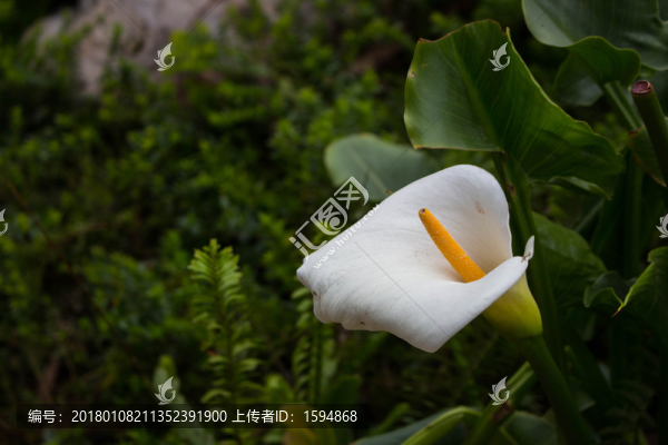 民族花朵