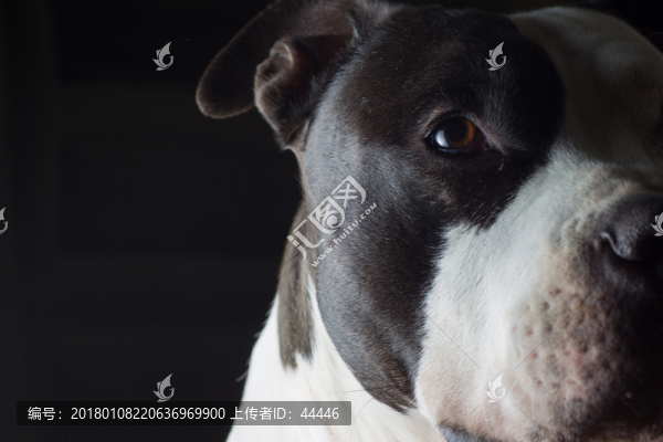 比特斗牛犬