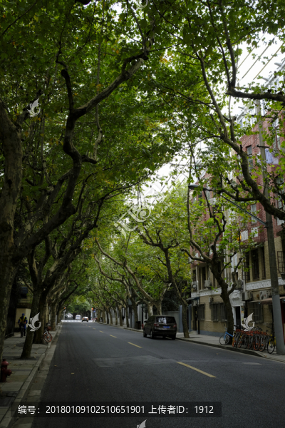 林蔭道