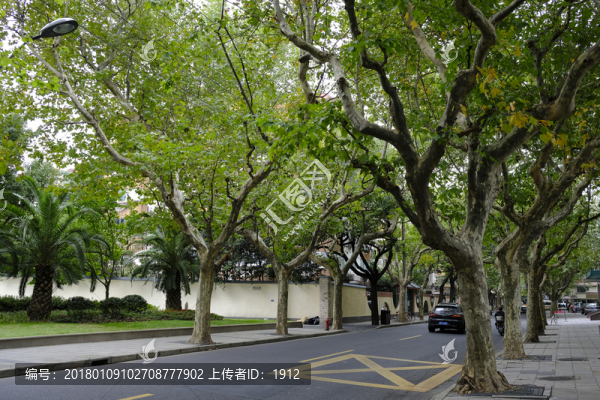 林蔭道
