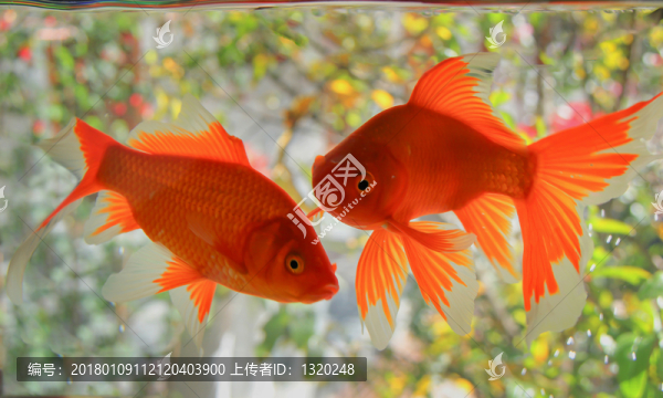 雙魚