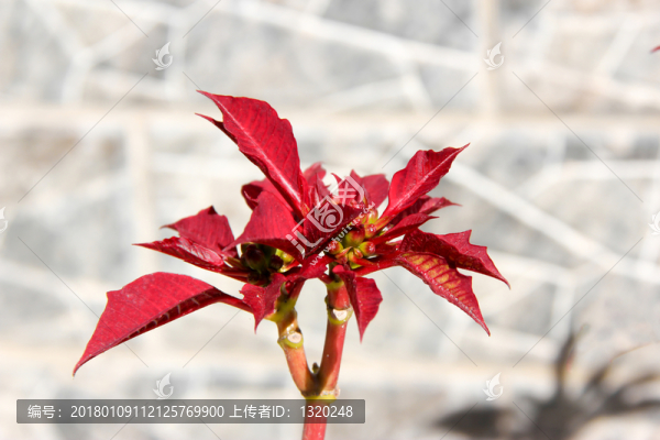 樹枝