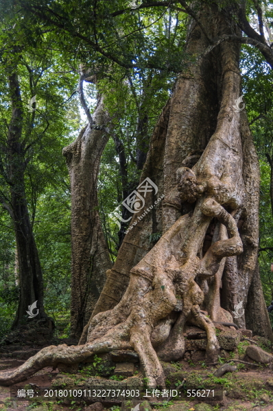 吳哥窟,古樹(shù)的根