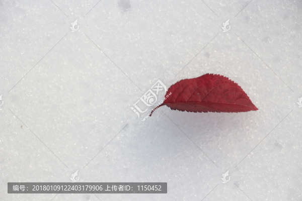 雪后美景,玉樹臨風(fēng),（21）