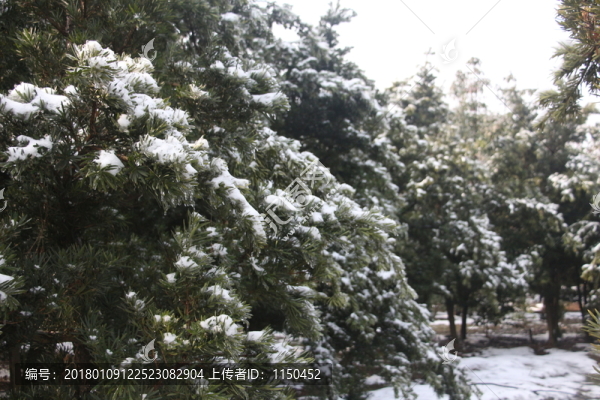 雪后美景,玉樹臨風(fēng),（7）