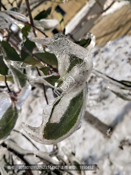 雪后美景,玉樹(shù)臨風(fēng),（51）