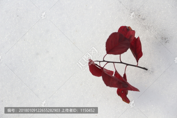 雪后美景,玉樹臨風(fēng),（20）