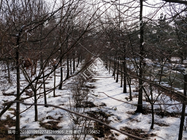 雪后美景,玉樹臨風(fēng),（41）