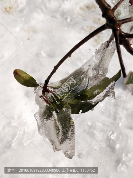 雪后美景,玉樹臨風(fēng),（53）