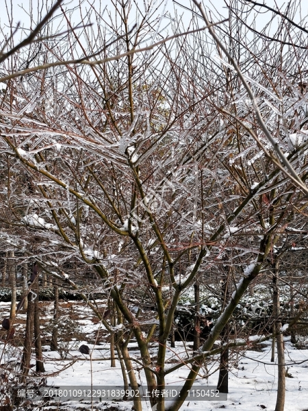雪后美景,玉樹臨風(fēng),（32）