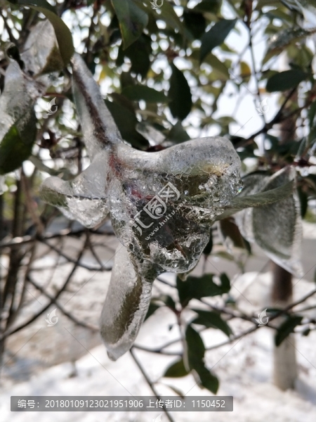 雪后美景,玉樹臨風(fēng),（43）