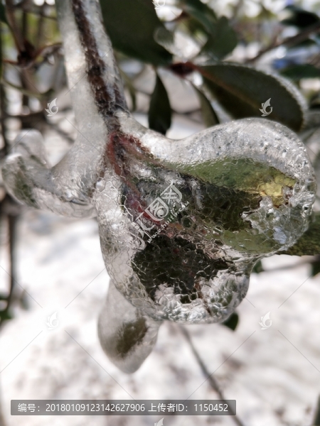 雪后美景,玉樹臨風,（44）