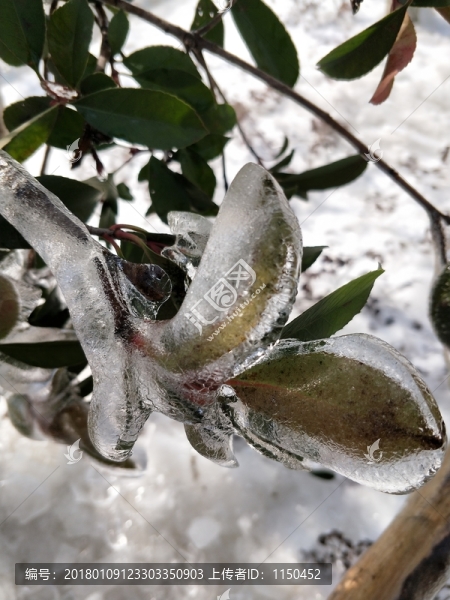 雪后美景,玉樹臨風(fēng),（45）