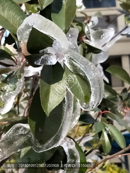 雪后美景,玉樹臨風(fēng),（47）