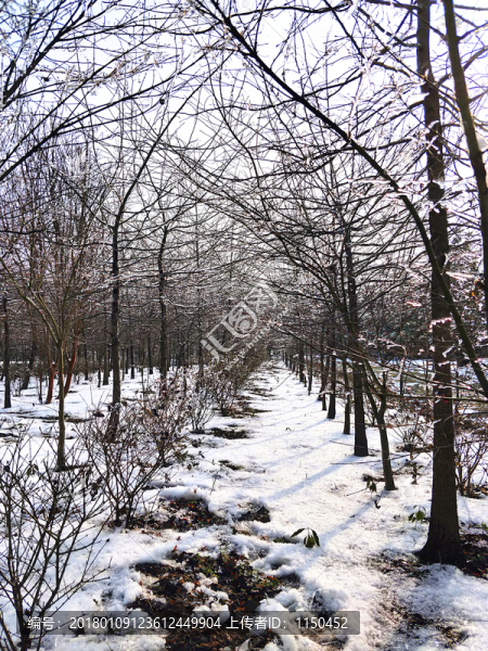雪后美景,玉樹臨風,（27）