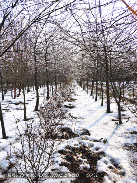 雪后美景,玉樹臨風,（28）