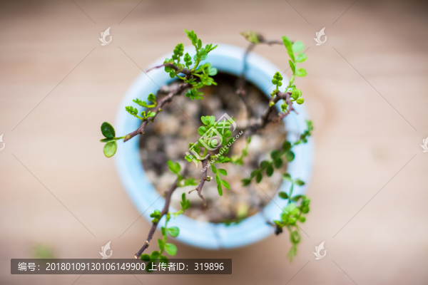 胡椒木