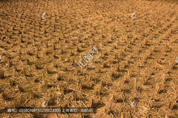 收割后的稻田