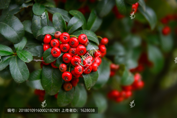 火紅的火棘果