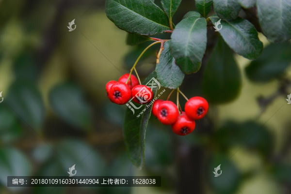 火紅的火棘果