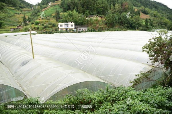 瓜果種植大棚種植