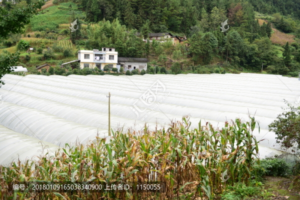 瓜果種植大棚種植