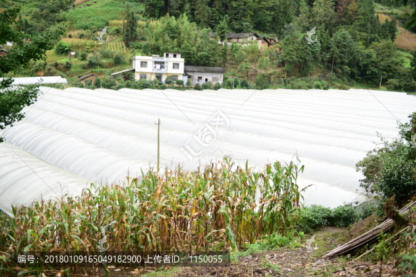 瓜果種植大棚種植