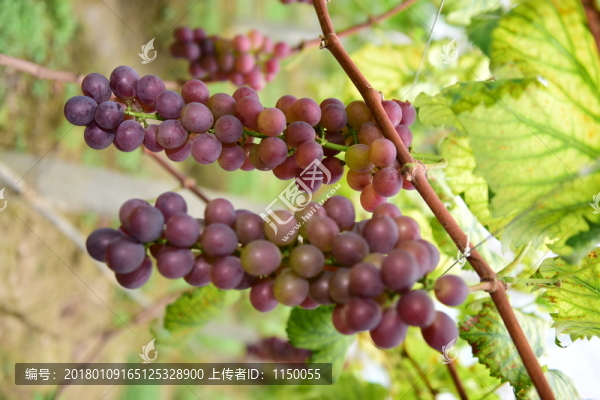 葡萄大棚種植