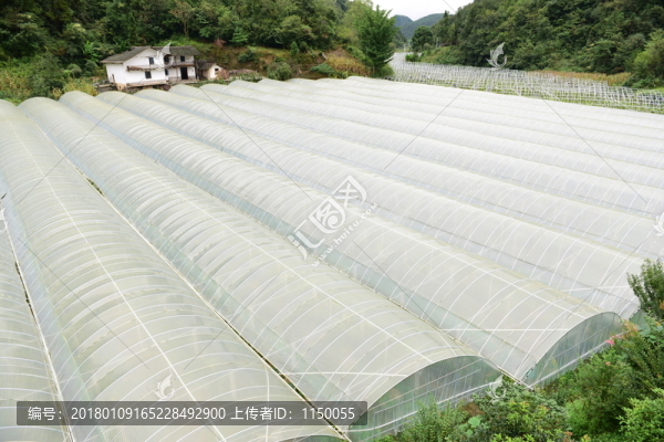瓜果種植大棚種植