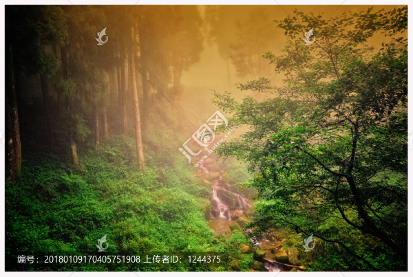 樹(shù)林