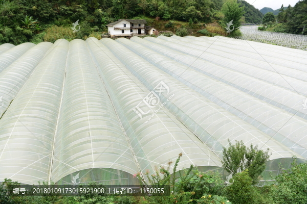 瓜果種植大棚種植