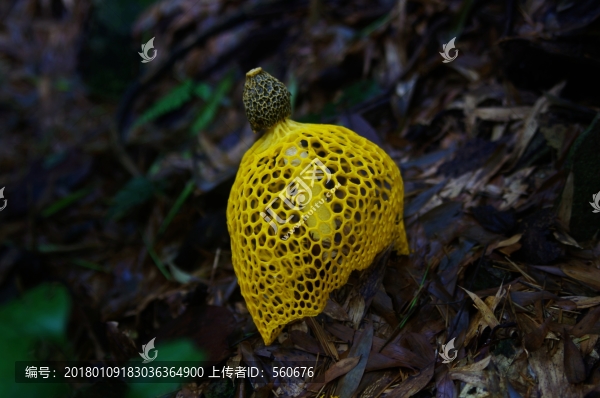 竹蓀