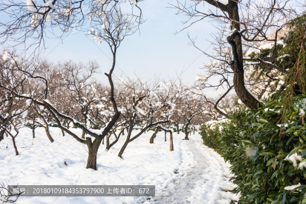 明孝陵景區(qū)梅花山雪景