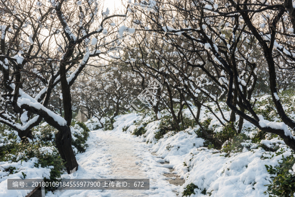 明孝陵景區(qū)梅花山雪景