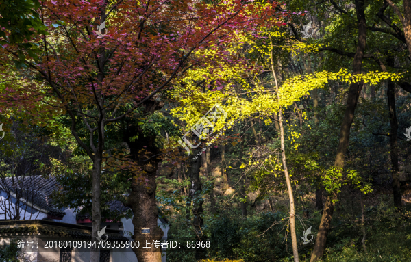 天平山秋景