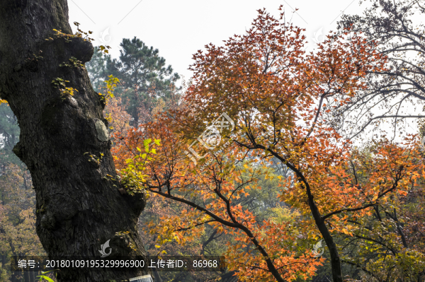 天平山楓樹