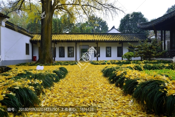 史公祠的銀杏