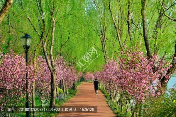 桃紅柳綠的跑道