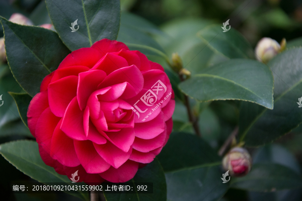茶花