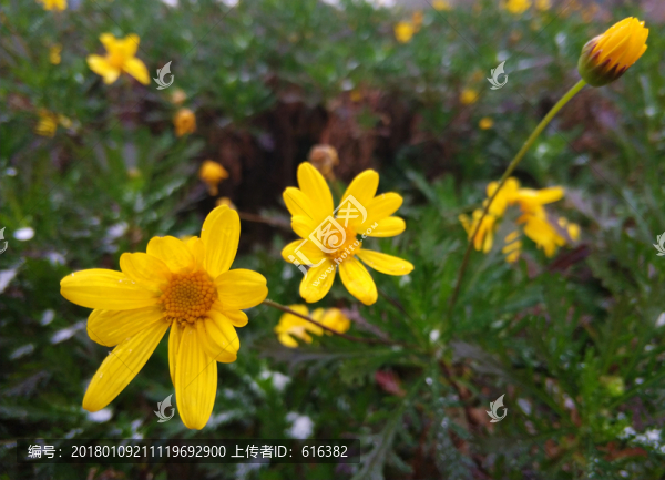 黃色小菊花